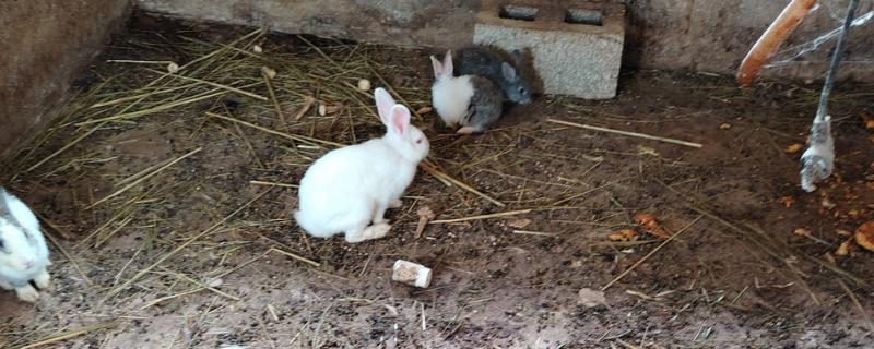 家兔和野兔能杂交吗，是不可以进行杂交的