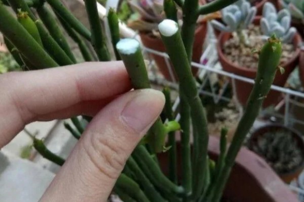 多肉光棍树的砍头方法，剪除上端过长的部分