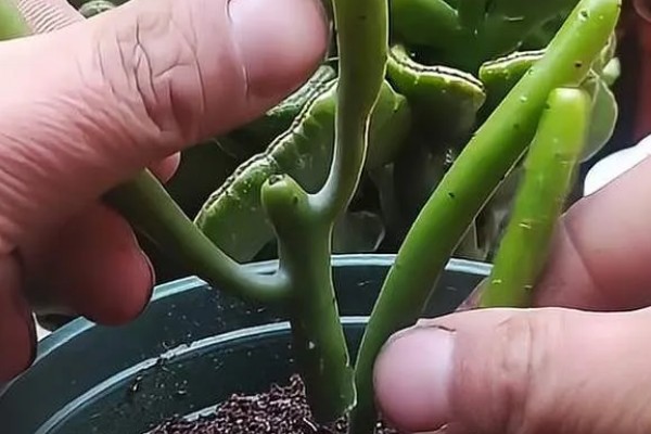 多肉光棍树的砍头方法，剪除上端过长的部分