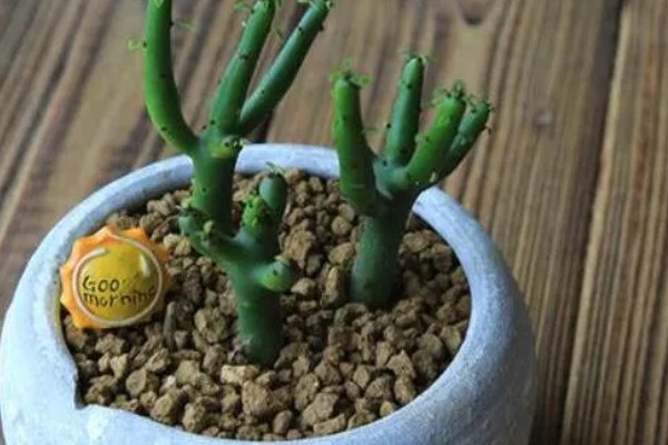 多肉光棍树的砍头方法，剪除上端过长的部分