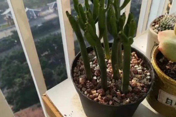 多肉光棍树的砍头方法，剪除上端过长的部分