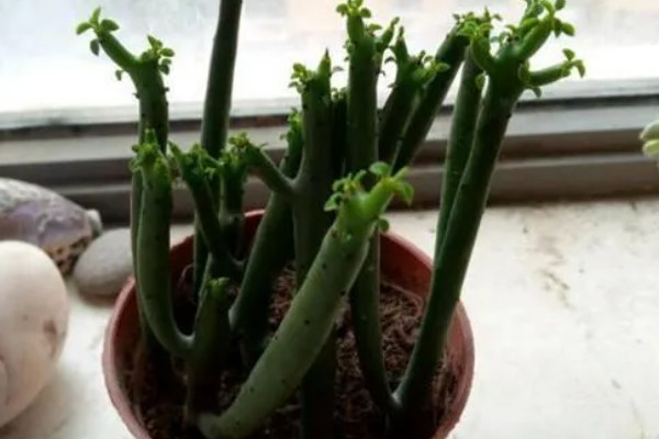 多肉光棍树的砍头方法，剪除上端过长的部分