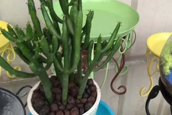 多肉光棍树的砍头方法，剪除上端过长的部分