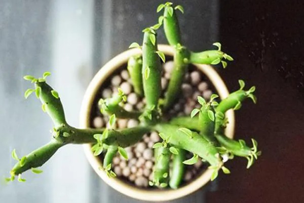 多肉光棍树的砍头方法，剪除上端过长的部分