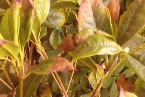 桂花树叶片枯黄后为什么会脱落,可能是过度浇水、缺少养分等因素所致