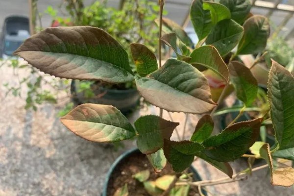 桂花树叶片枯黄后为什么会脱落,可能是过度浇水、缺少养分等因素所致