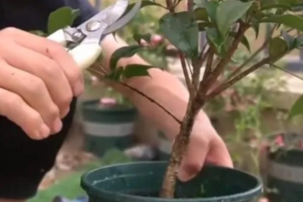 桂花树叶片枯黄后为什么会脱落,可能是过度浇水、缺少养分等因素所致