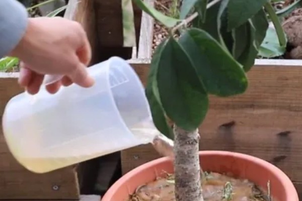 桂花树叶片枯黄后为什么会脱落,可能是过度浇水、缺少养分等因素所致