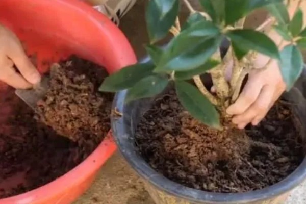 桂花树叶片枯黄后为什么会脱落,可能是过度浇水、缺少养分等因素所致