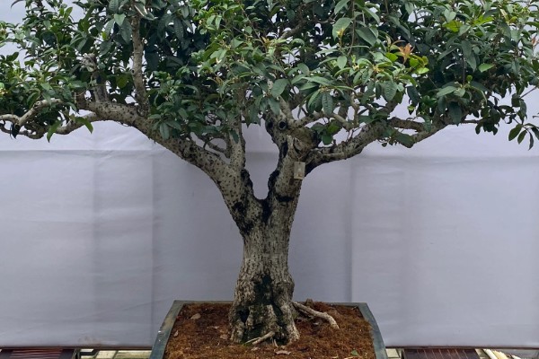 桂花树叶片枯黄后为什么会脱落,可能是过度浇水、缺少养分等因素所致