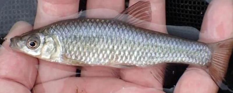 钓麦穗鱼的技巧，鱼线通常建议用尼龙线