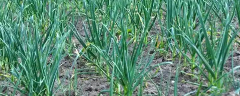 蒜苗的种植效益，每亩纯利为4700-6700元