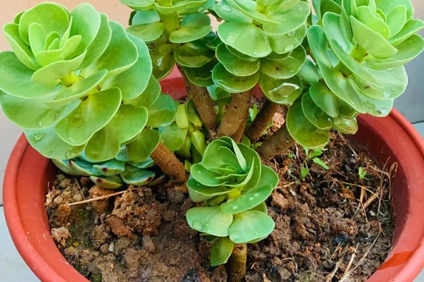 金钱木的生长习性，冬季尽可能保持10℃以上