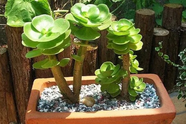 金钱木的生长习性，冬季尽可能保持10℃以上