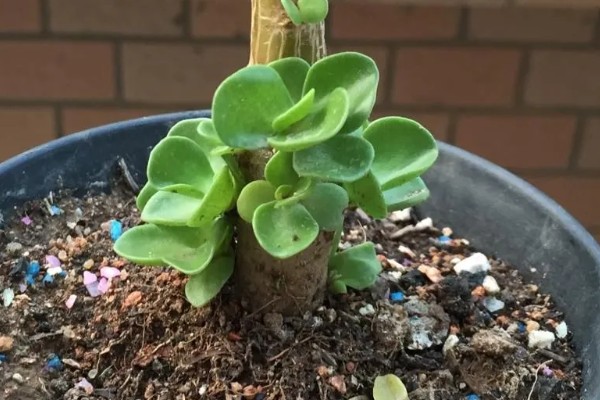 金钱木的生长习性，冬季尽可能保持10℃以上