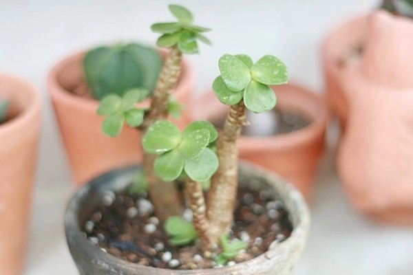 金钱木的生长习性，冬季尽可能保持10℃以上