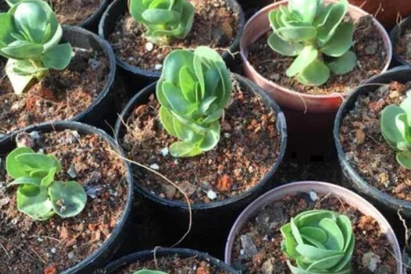 金钱木的生长习性，冬季尽可能保持10℃以上