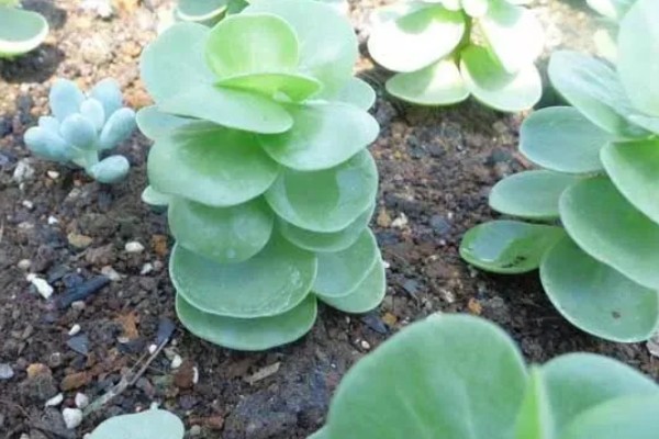 金钱木的生长习性，冬季尽可能保持10℃以上