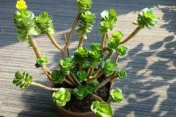 金钱木的生长习性，冬季尽可能保持10℃以上