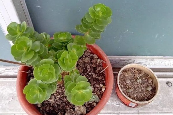 金钱木的生长习性，冬季尽可能保持10℃以上