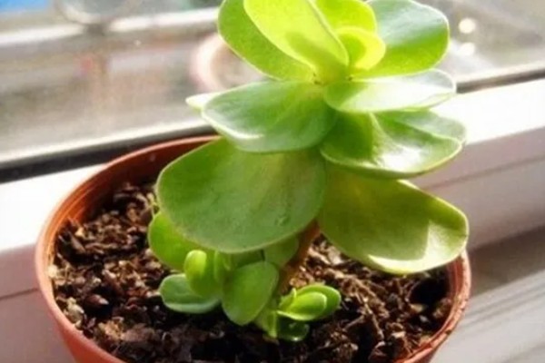 金钱木的生长习性，冬季尽可能保持10℃以上