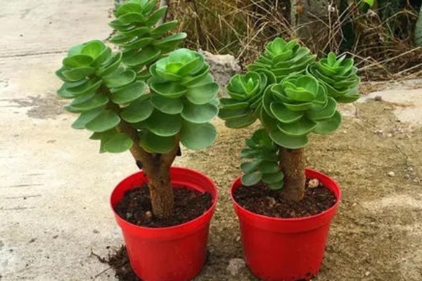 金钱木的生长习性，冬季尽可能保持10℃以上