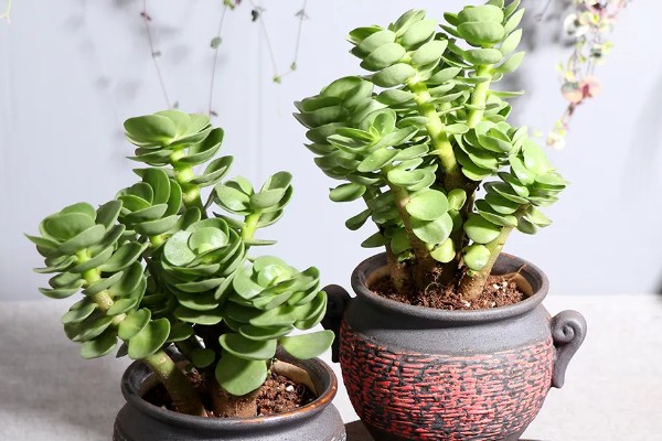 金钱木的生长习性，冬季尽可能保持10℃以上