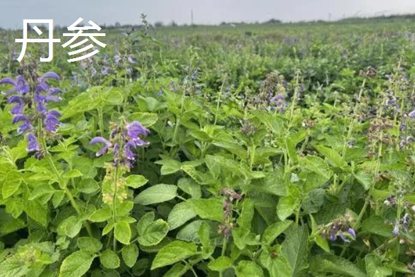 丹参和红参有什么区别,科属、外观等方面都不同