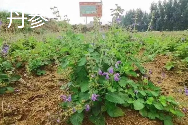 丹参和红参有什么区别,科属、外观等方面都不同