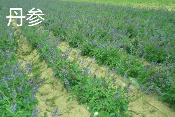 丹参和红参有什么区别,科属、外观等方面都不同