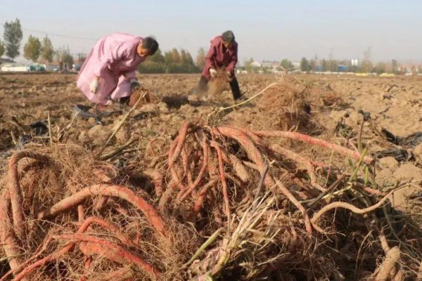 丹参和红参有什么区别,科属、外观等方面都不同
