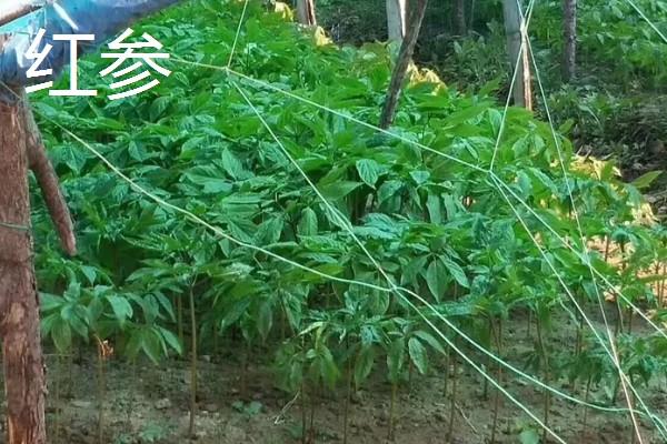 丹参和红参有什么区别,科属、外观等方面都不同