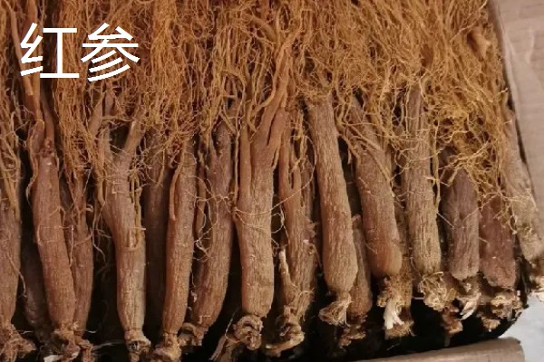 丹参和红参有什么区别,科属、外观等方面都不同