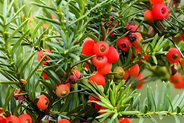 红豆杉是裸子还是被子植物,是裸子植物