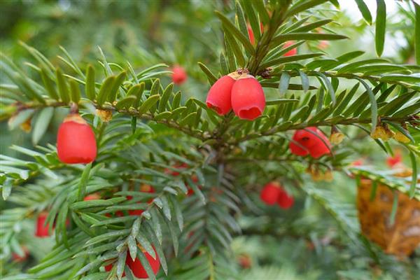 红豆杉是裸子还是被子植物,是裸子植物