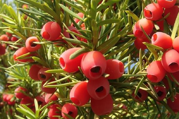 红豆杉是裸子还是被子植物,是裸子植物