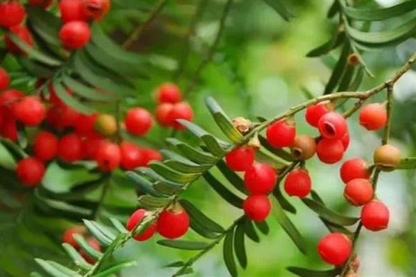 红豆杉是裸子还是被子植物,是裸子植物