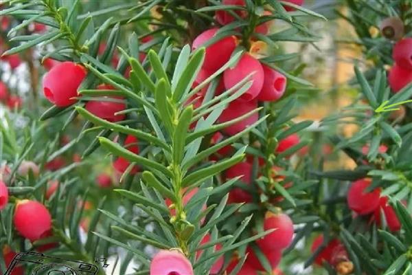 红豆杉是裸子还是被子植物,是裸子植物