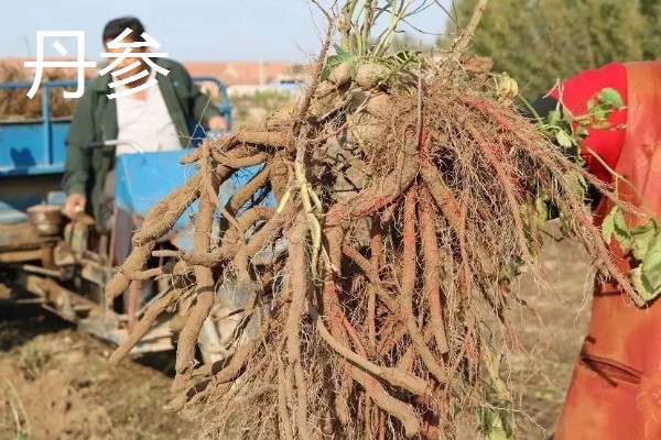 丹参和红参有什么区别,科属、外观等方面都不同