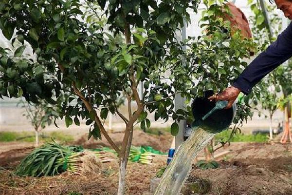 硼肥有什么作用，可提高植物的结实率和坐果率