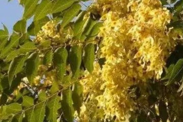 白椿的花语,寓意幸福美好等