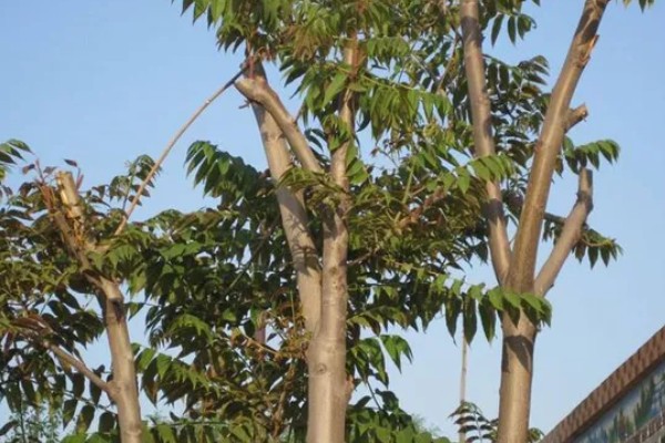 白椿的花语,寓意幸福美好等