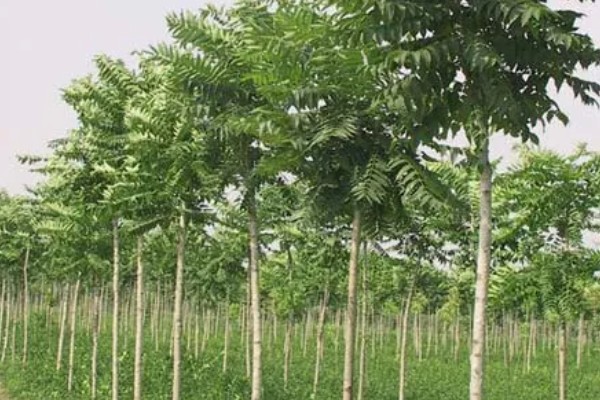 白椿的花语,寓意幸福美好等