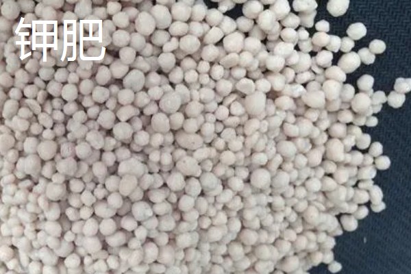 氮肥和钾肥哪个膨果快，钾肥比氮肥膨果要快