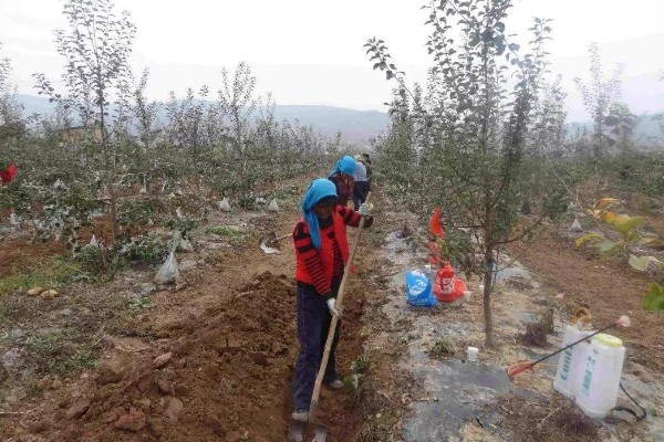 氮肥和钾肥哪个膨果快，钾肥比氮肥膨果要快