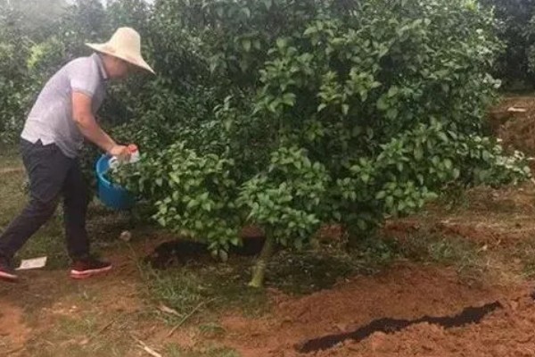 氮肥和钾肥哪个膨果快，钾肥比氮肥膨果要快