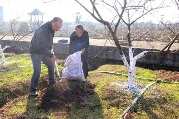 氮肥和钾肥哪个膨果快，钾肥比氮肥膨果要快