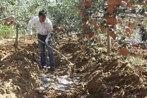 氮肥和钾肥哪个膨果快，钾肥比氮肥膨果要快