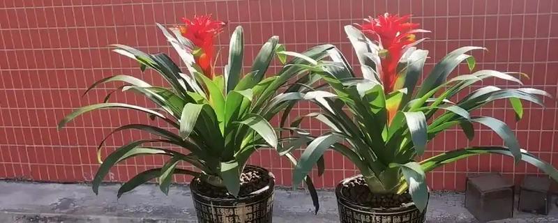 鸿运当头的作用，具有观赏和净化空气的作用