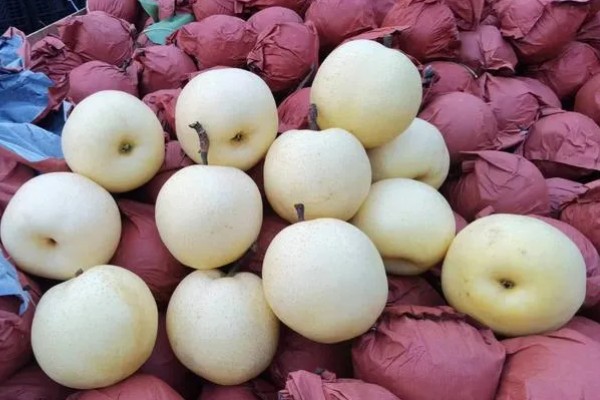 选购优质黄金梨的方法，从梨脐、形状等方面去挑选